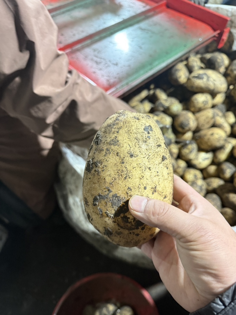 《河南土豆》南阳土豆/开封土豆/沙地土豆/价格便宜