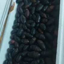 沈阳白清寨山上的蚕蛹