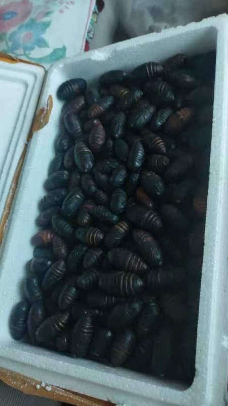 沈阳白清寨山上的蚕蛹