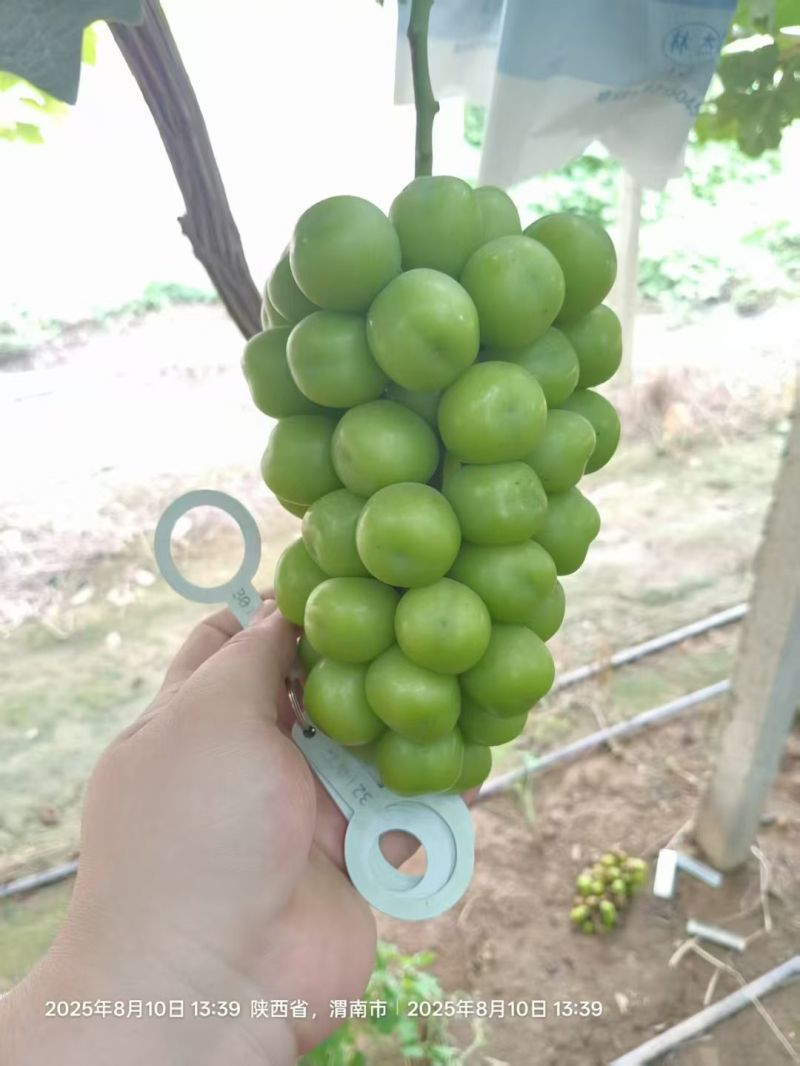 精品冷阳光玫瑰葡萄货源充足质量保证诚信经营欢迎咨询