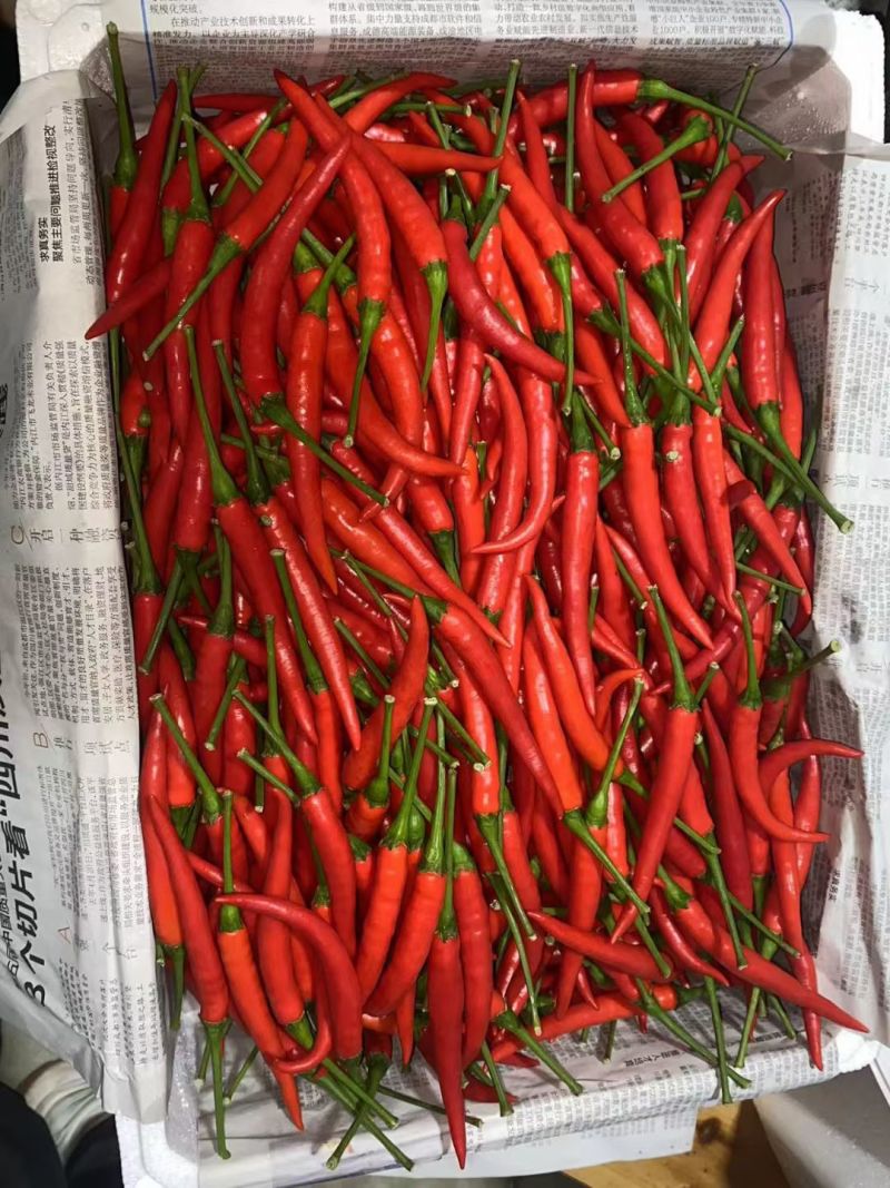 小米辣