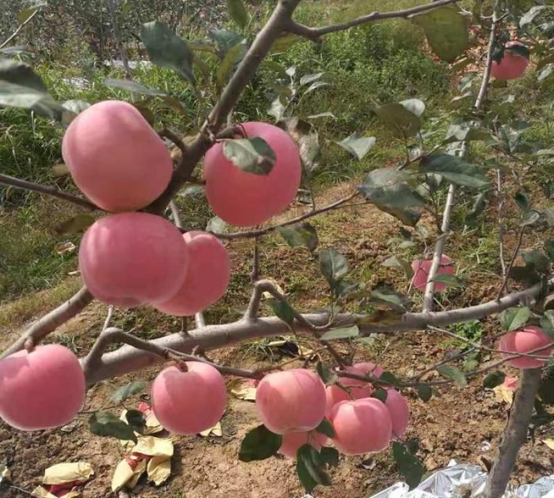 陕西红富士
