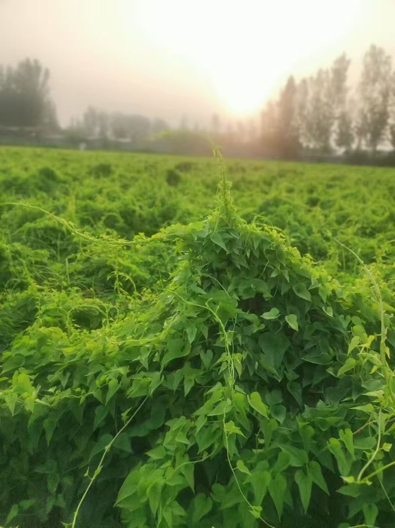 铁棍山药新鲜正宗河南焦作温县垆土5斤蔬菜铁杆铁棒怀山淮山