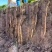 铁棍山药新鲜正宗河南焦作温县垆土5斤蔬菜铁杆铁棒怀山淮山