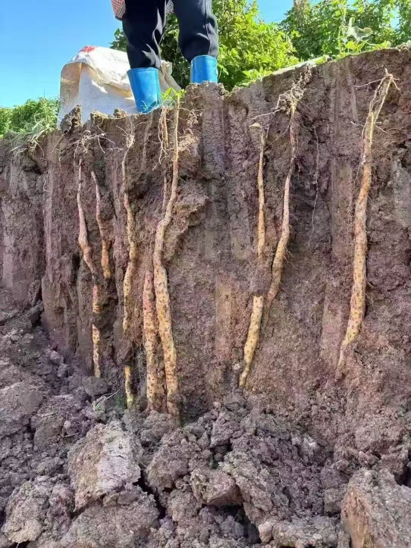铁棍山药新鲜正宗河南焦作温县垆土5斤蔬菜铁杆铁棒怀山淮山