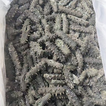自家新鲜海参现捞现发品质保障