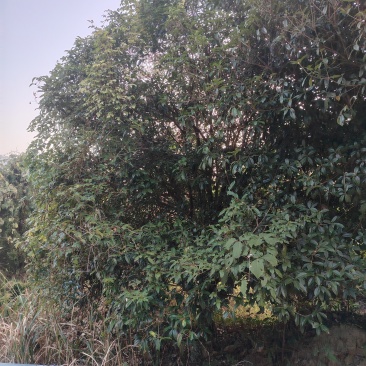 桂花树