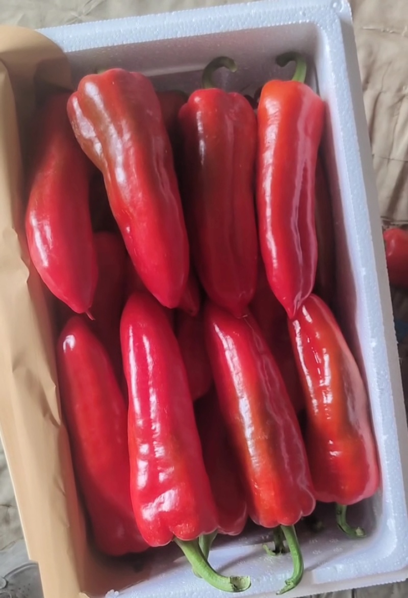 寿光红泡椒苗子大泡中泡