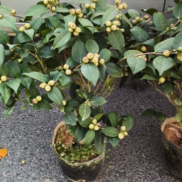 香妃茶花