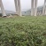 云南元江大青枣苹果枣