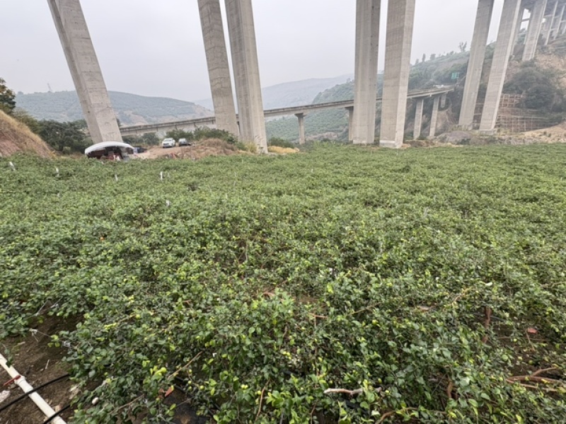 云南元江大青枣苹果枣