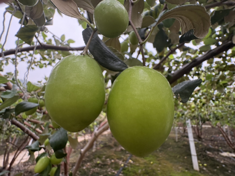 云南元江大青枣苹果枣