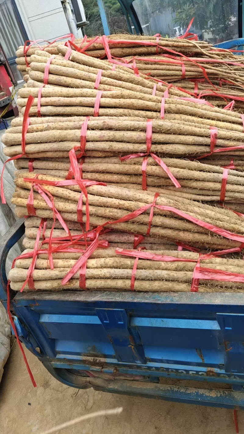 菏泽精品铁棍山药