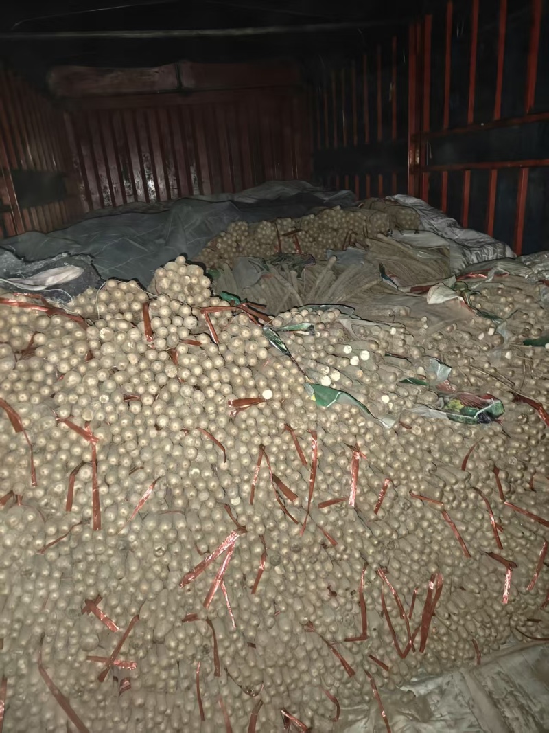 菏泽精品铁棍山药