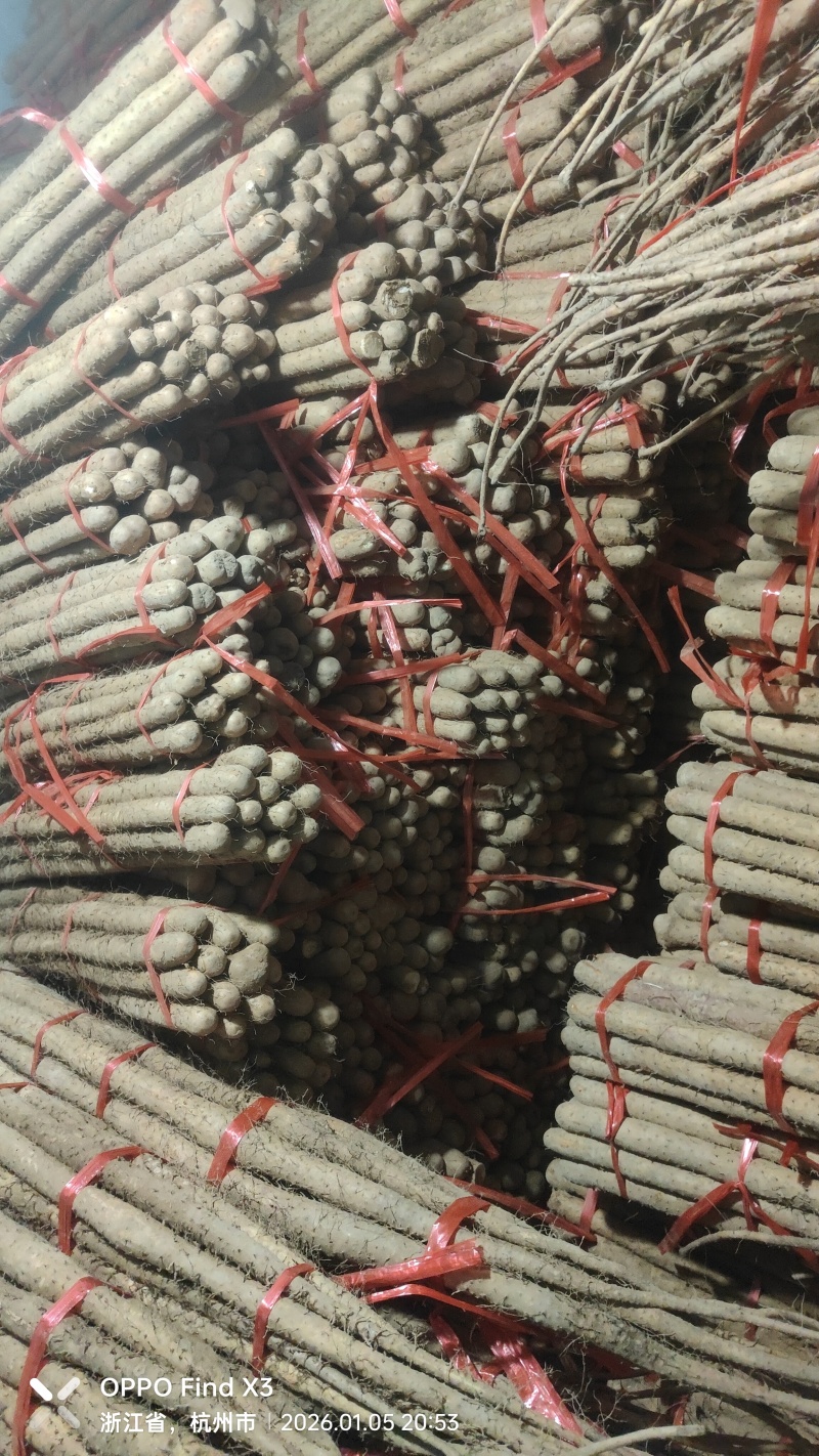 菏泽精品铁棍山药