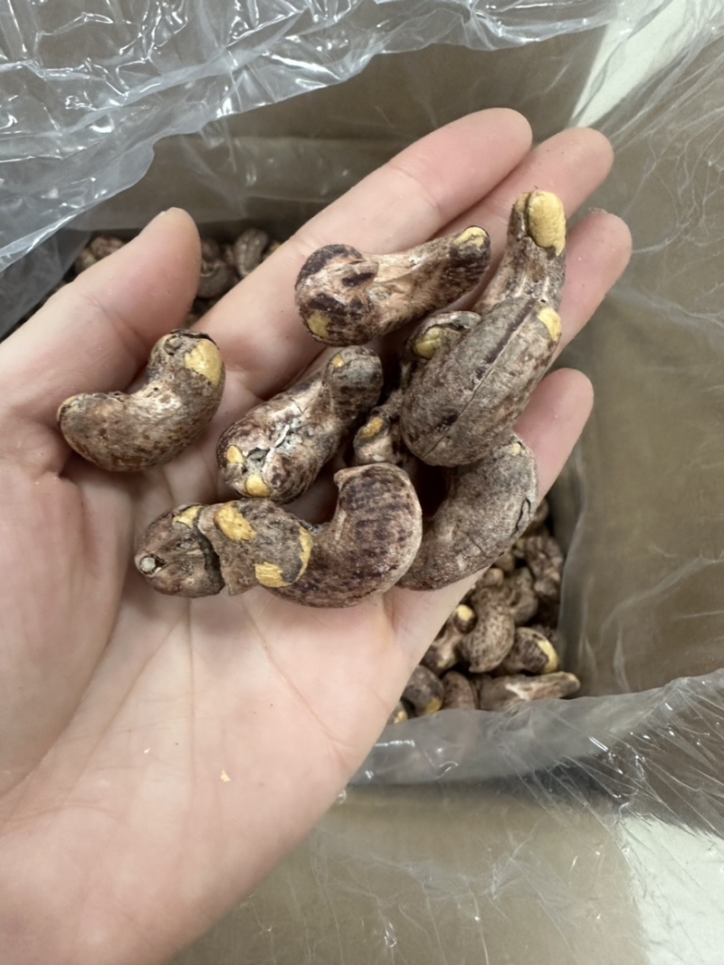 170大颗粒腰果大量现货供应