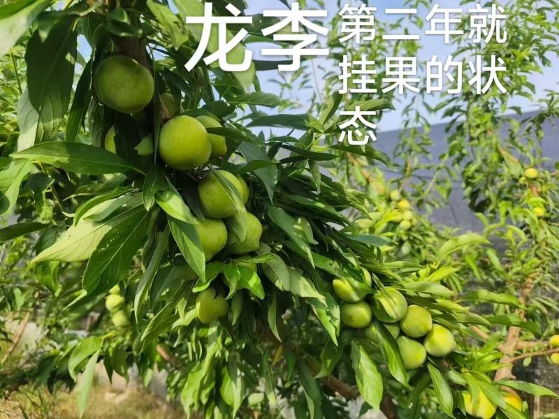龙李树苗，易种植，产量高，含糖23%，苗地直发，欢迎咨询