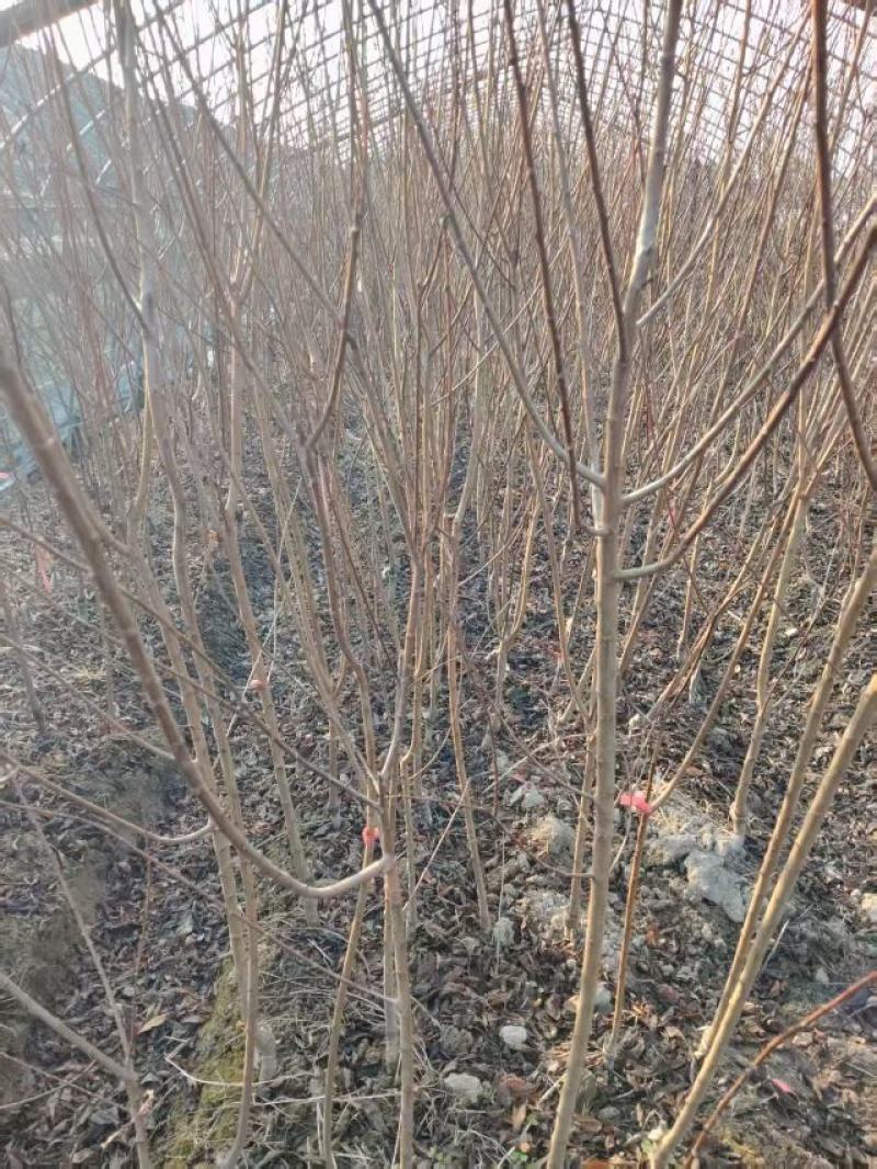 龙李树苗，易种植，产量高，含糖23%，苗地直发，欢迎咨询