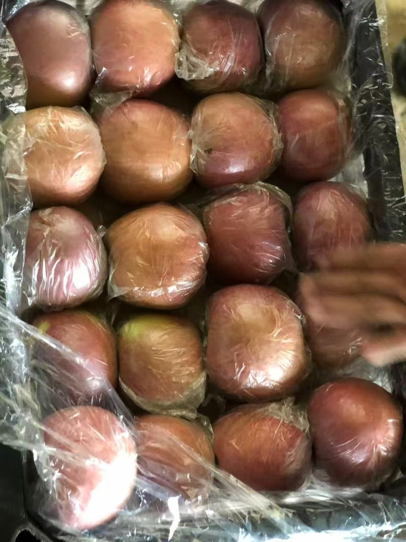 《推荐》临猗坡上红富士苹果，大量有货品质保障欢迎电话联系