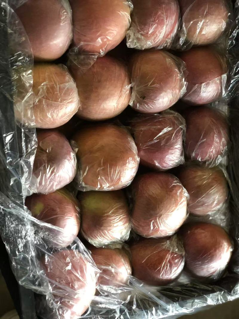 《推荐》临猗坡上红富士苹果，大量有货品质保障欢迎电话联系