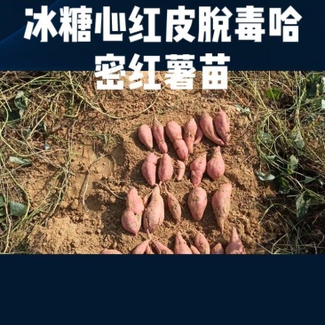 多种红薯苗