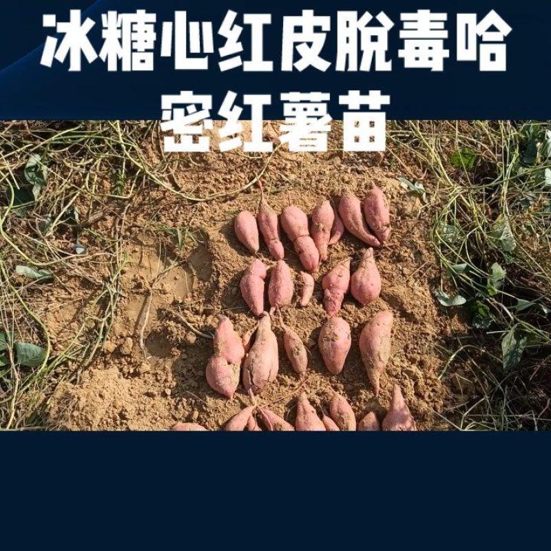 多种红薯苗