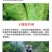 果园清园专用矿物油红蜘蛛蚧壳虫杀虫杀卵杀菌全面清园