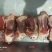 滩羊满肉羊棒骨