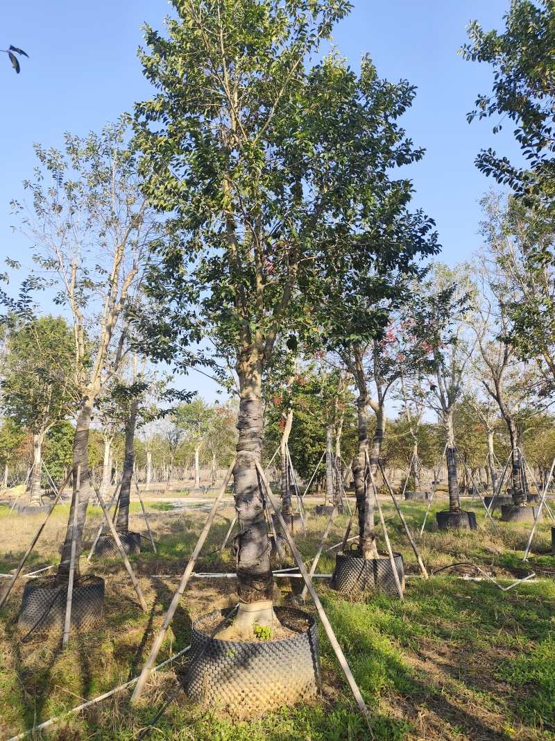 铁冬青15-18-20公分出售基地直销自家货源