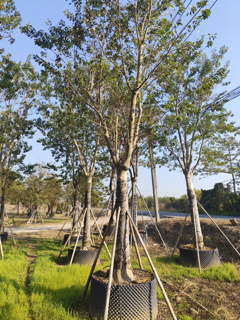 铁冬青15-18-20公分出售基地直销自家货源
