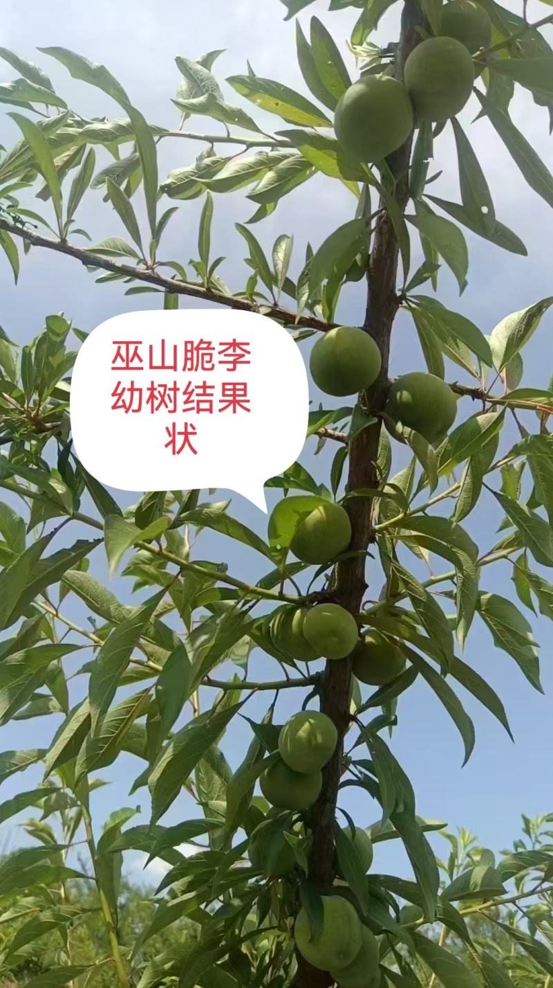 巫山脆李苗金秋晚脆李苗酥脆味甜中晚熟李特丰产半离核