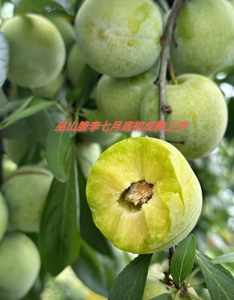 巫山脆李苗金秋晚脆李苗酥脆味甜中晚熟李特丰产半离核