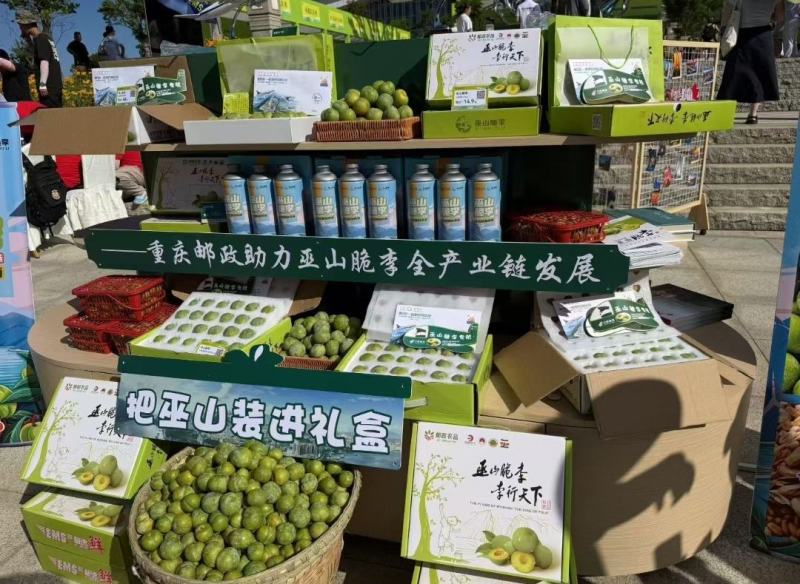 巫山脆李苗金秋晚脆李苗酥脆味甜中晚熟李特丰产半离核