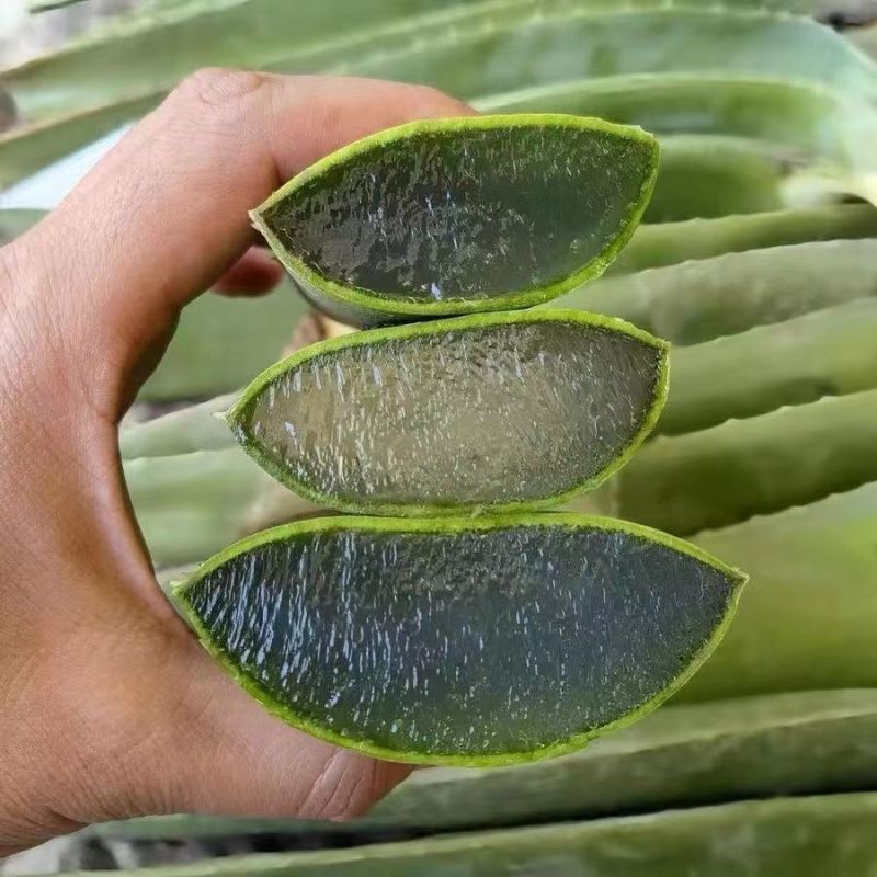 可食用沐浴美容库拉索芦荟叶片