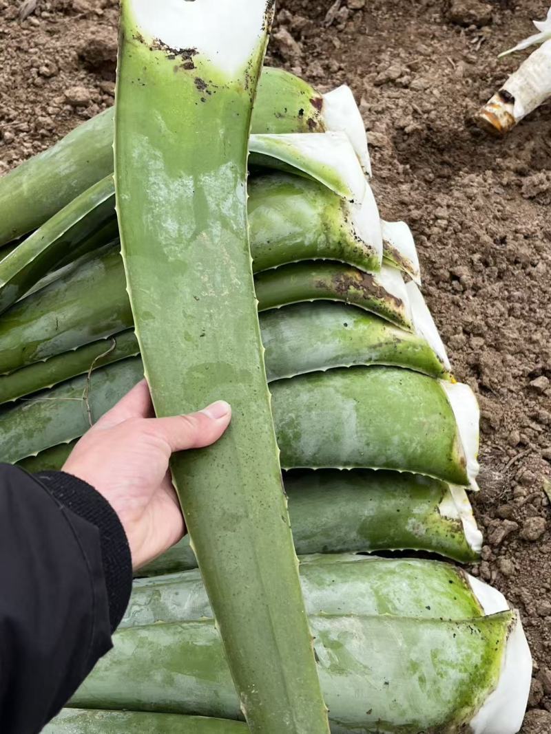 可食用沐浴美容库拉索芦荟叶片