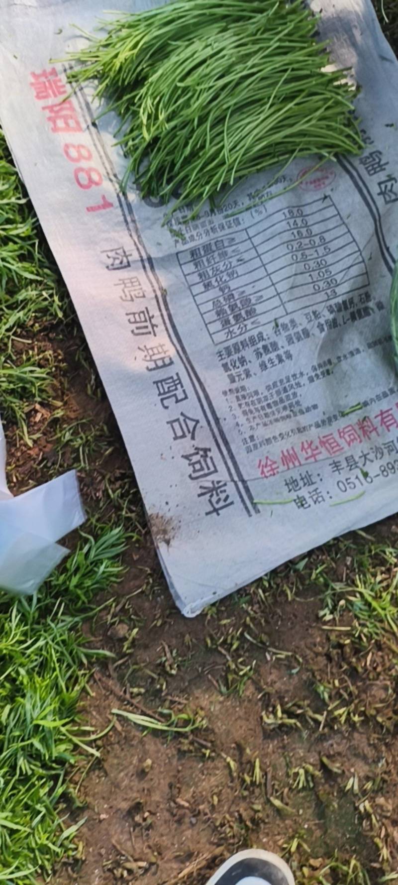 精品芦蒿