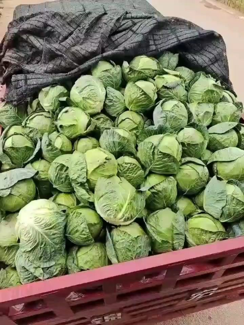 【精】精品小铁头云南甘蓝产地直发保质保量代发全国