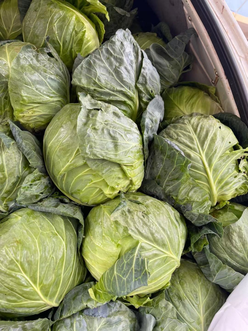 【精】精品小铁头云南甘蓝产地直发保质保量代发全国