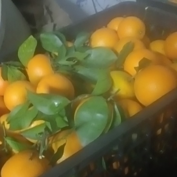 麻阳冰糖橙自家果园包装车不上车，六毛钱一斤，欢迎老板说这里拉