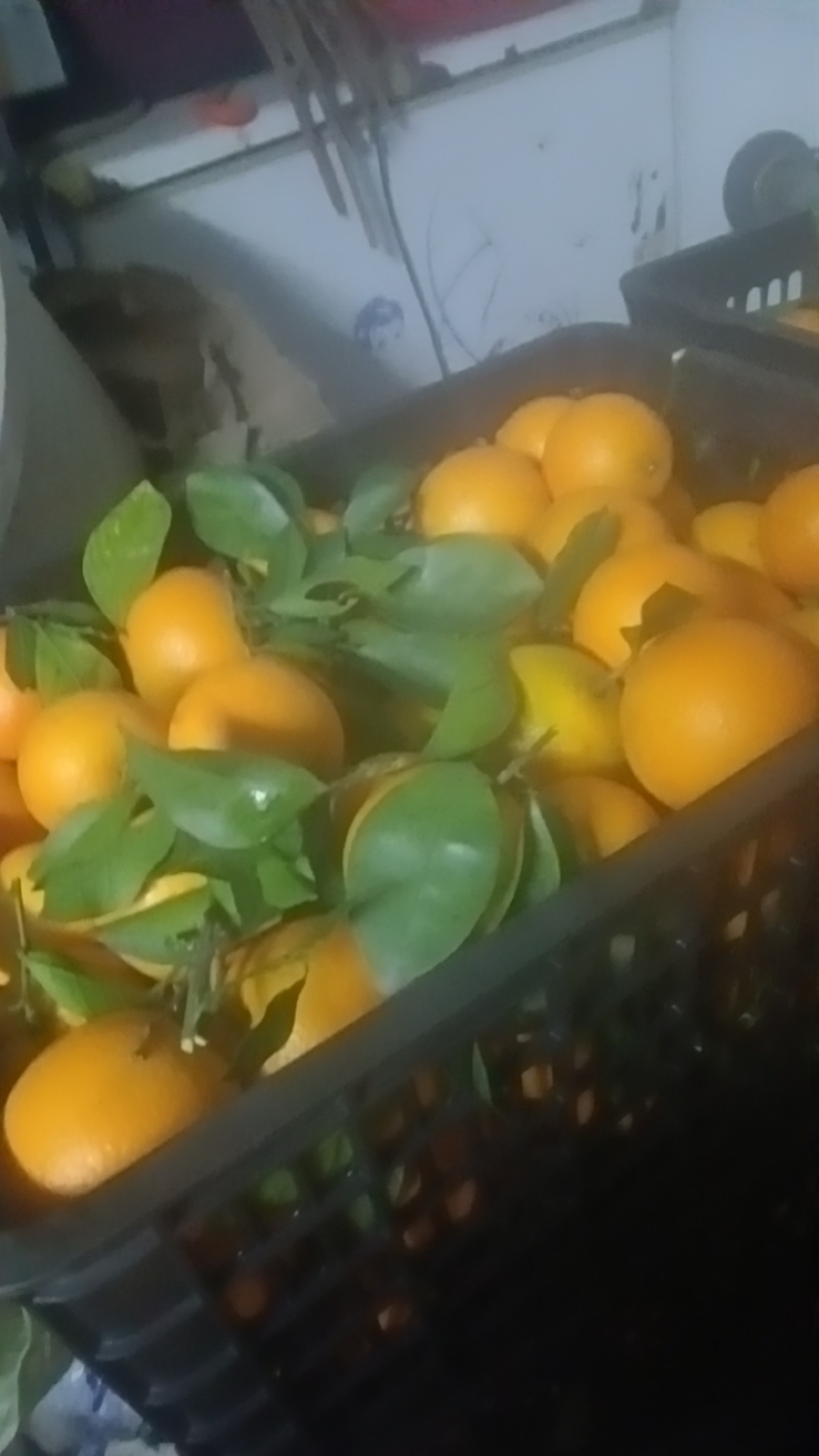 麻阳冰糖橙自家果园包装车不上车，六毛钱一斤，欢迎老板说这里拉