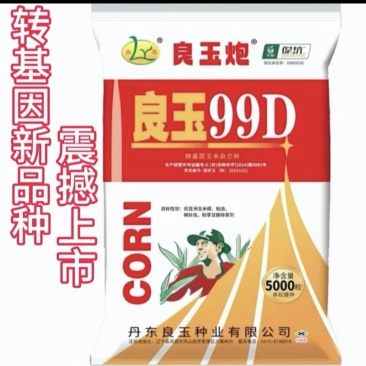 丹东良玉99D玉米种子5000粒包装抗倒伏耐高温产量稳定