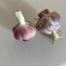 新鲜紫皮蒜2026年现挖现发湿红皮蒜独头蒜新鲜蔬菜