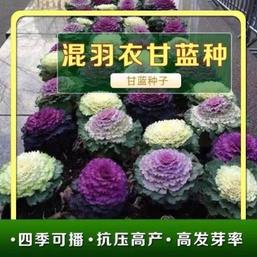 混色羽衣甘蓝种子四季可食用营养丰富蔬菜混色羽衣甘蓝种子