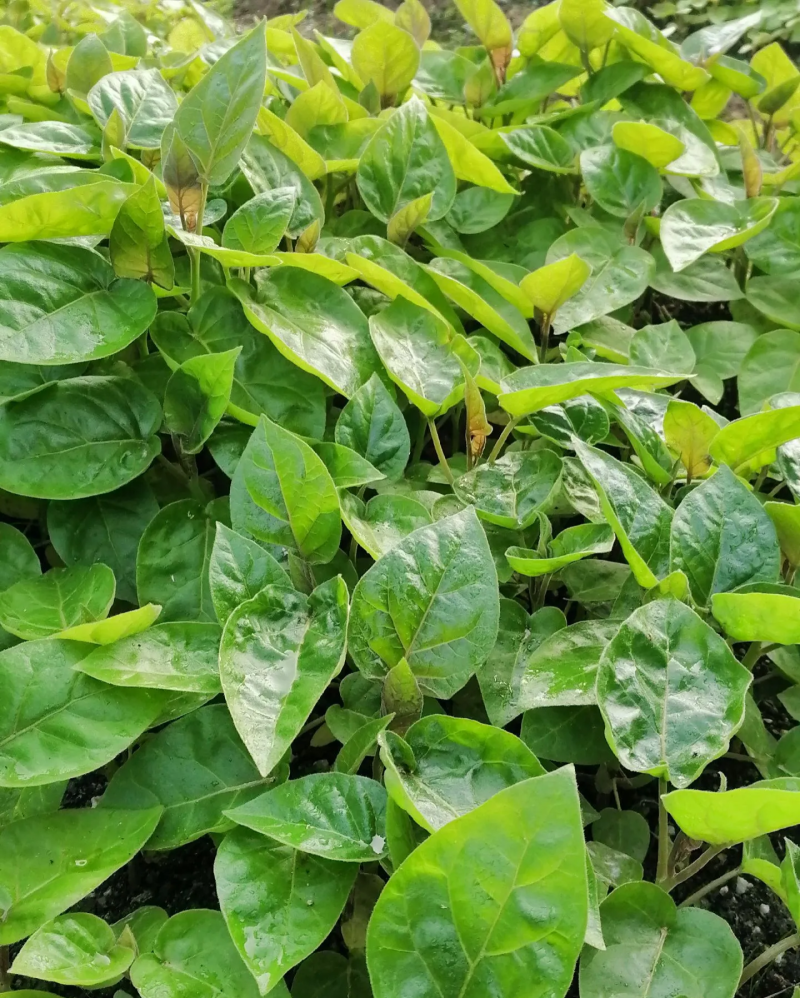 云南树番茄苗