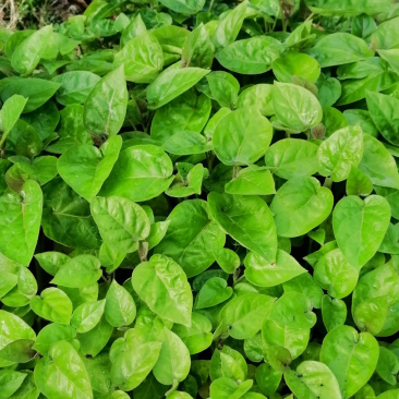 云南树番茄苗