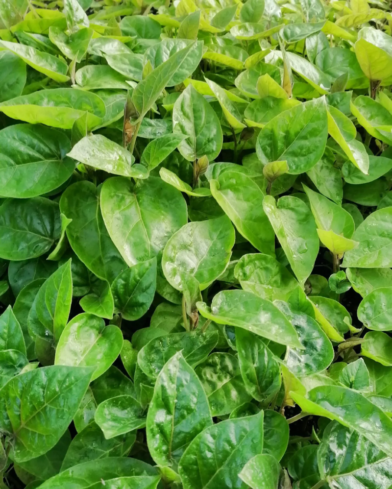 云南树番茄苗