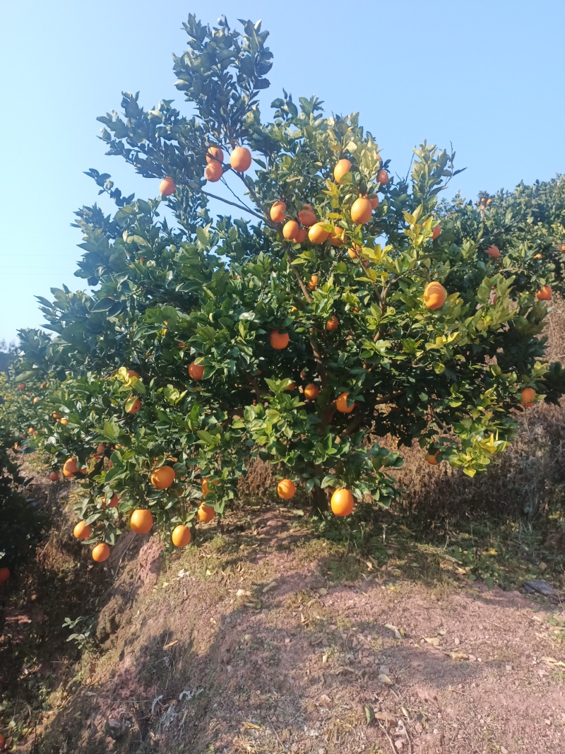 赣南脐橙