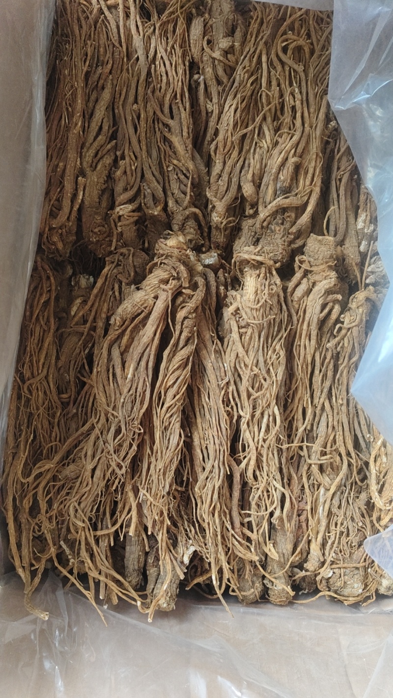 甘肃当归