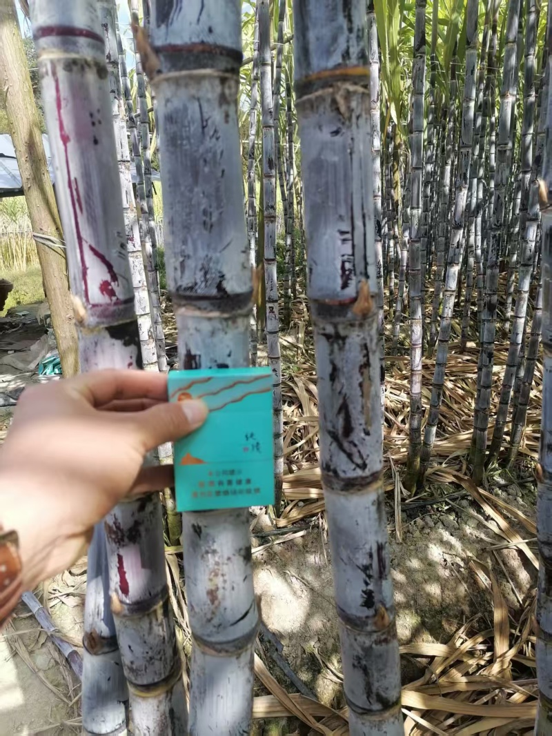 云南黑皮甘蔗清甜可口对接全国市场价格美丽质量好