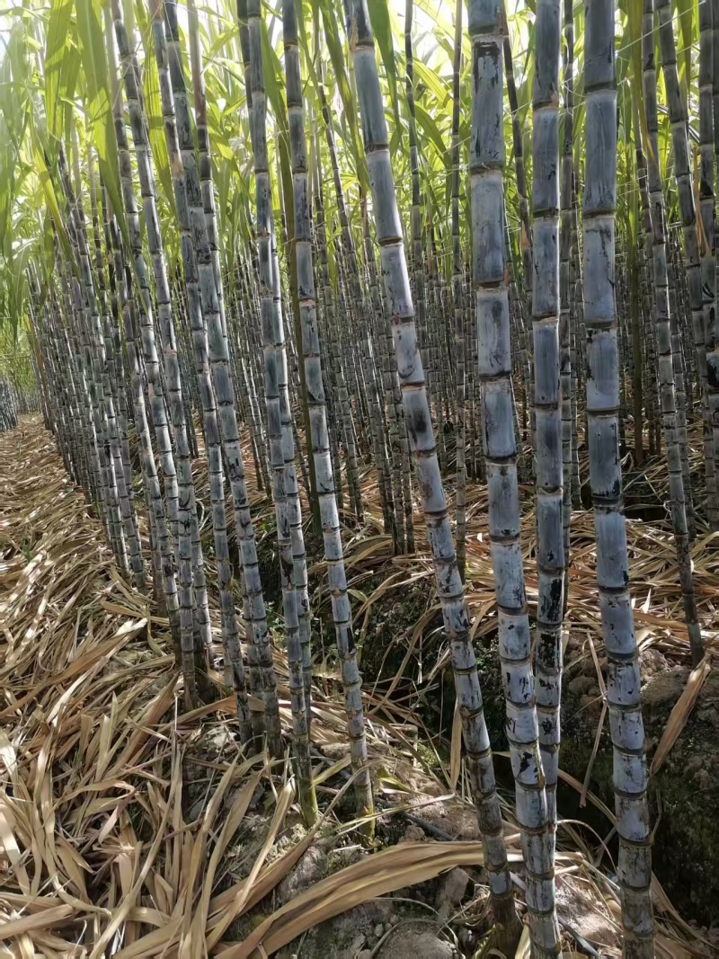云南黑皮甘蔗清甜可口对接全国市场价格美丽质量好